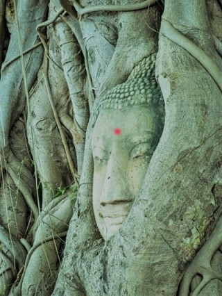 Natura Tantra / Banyan Shiva