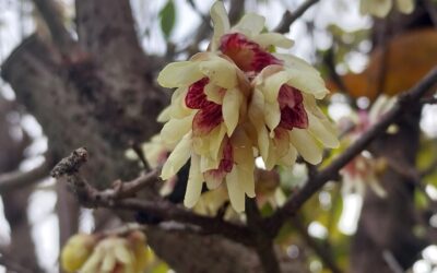 Tantra e Calicanto: risveglio divino