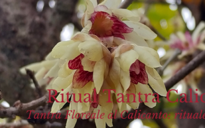 BIO AYURTANTRA AL CALICANTO KM ZERO